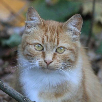 orange and white cat on tree branch