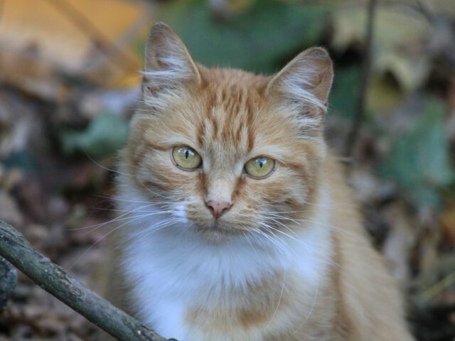 orange and white cat on tree branch
